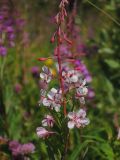 Chamaenerion angustifolium. Соцветие растения с бледной окраской венчиков (на заднем плане - растения с типичной окраской). Мурманская обл., Североморский р-н, окр. пос. Росляково, пустырь. 16.07.2011.