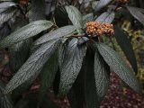 Viburnum rhytidophyllum