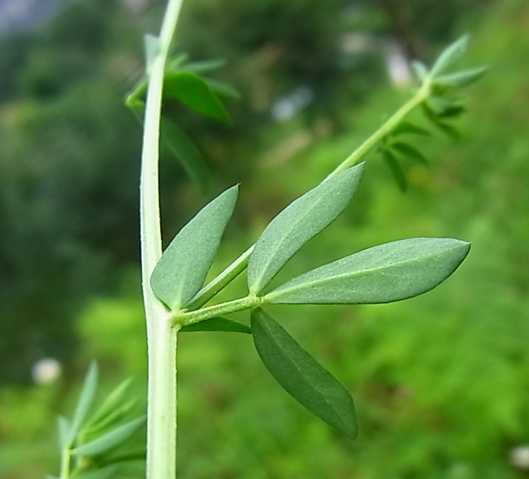 Image of Lotus tenuis specimen.