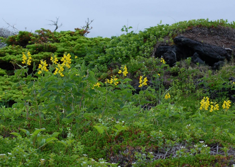 Изображение особи Thermopsis lupinoides.