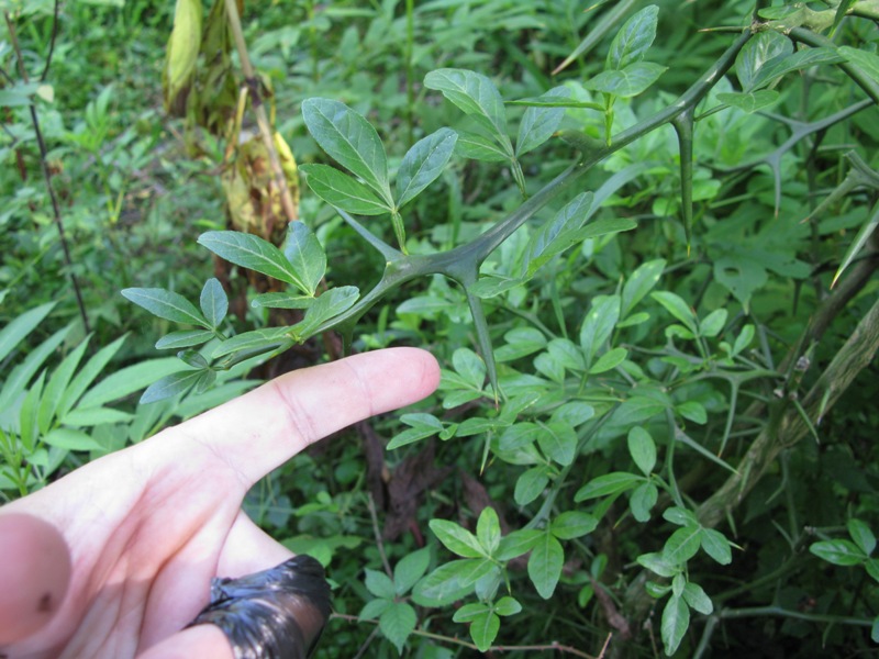 Image of Poncirus trifoliata specimen.