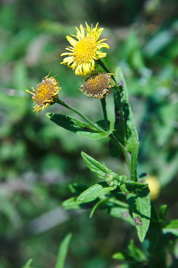 Image of Inula britannica specimen.