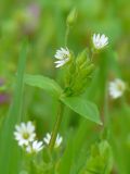 Stellaria neglecta