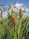 Typha latifolia