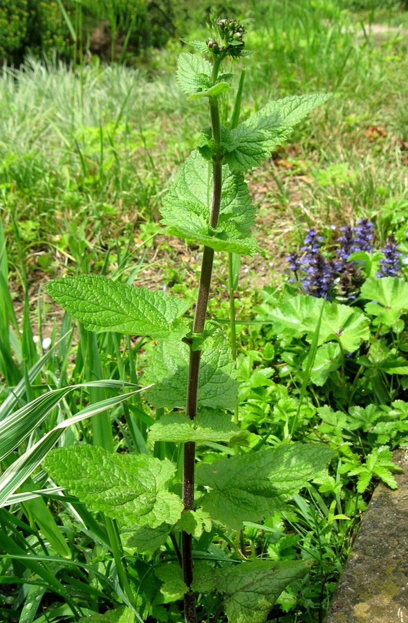 Image of Scrophularia scopolii specimen.