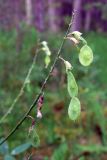 Hedysarum alpinum