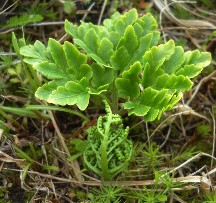 Image of Botrychium multifidum specimen.