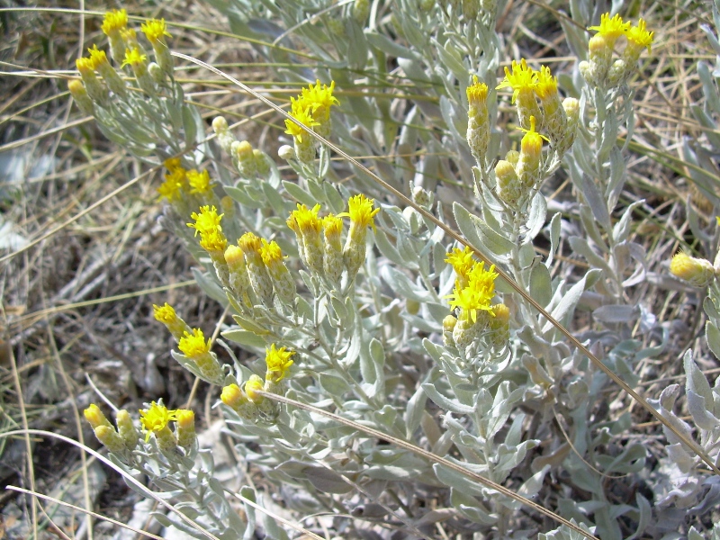 Image of Galatella villosa specimen.