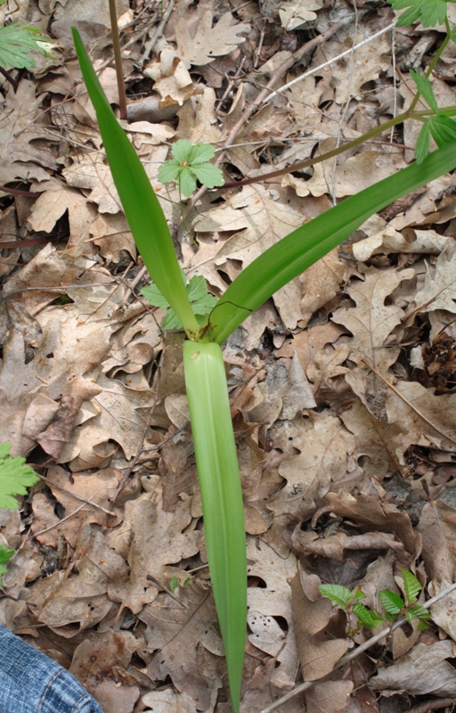 Image of Colchicum umbrosum specimen.