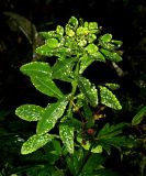 Euphorbia pilosa