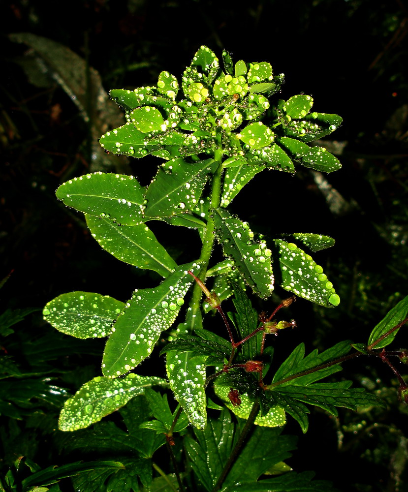 Изображение особи Euphorbia pilosa.