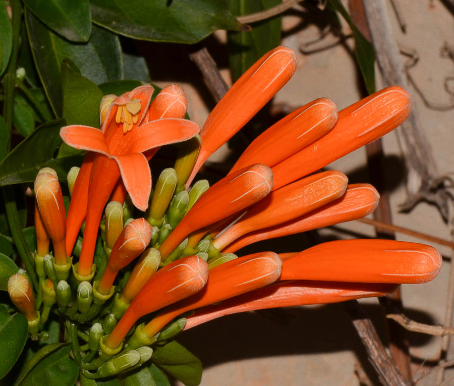 Изображение особи Pyrostegia venusta.