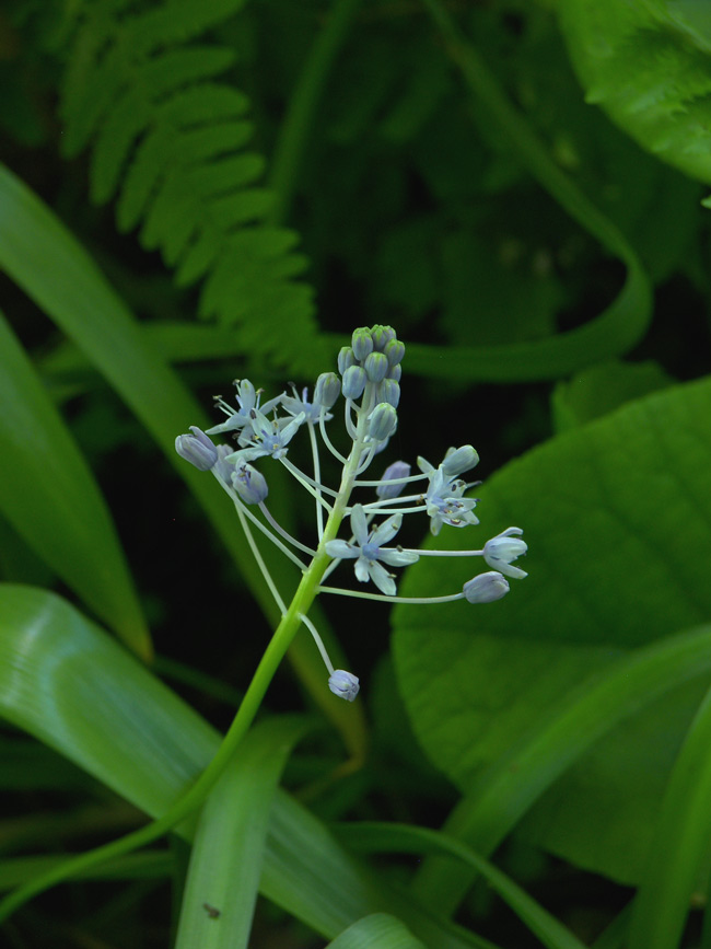 Image of Scilla litardierei specimen.