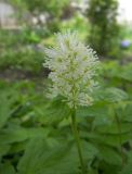 Actaea spicata