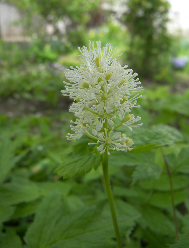 Image of Actaea spicata specimen.