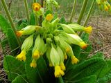 Primula veris