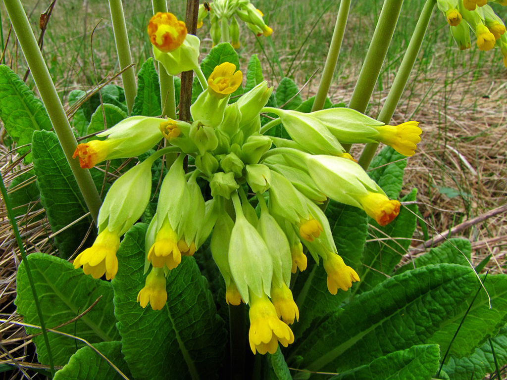 Изображение особи Primula veris.