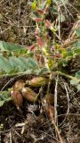 Astragalus fabaceus