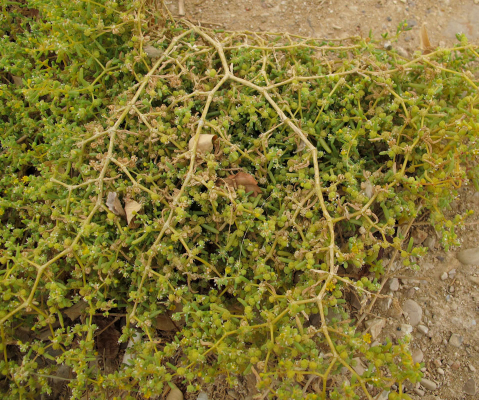 Изображение особи Tetraena simplex.