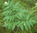 Angelica sylvestris