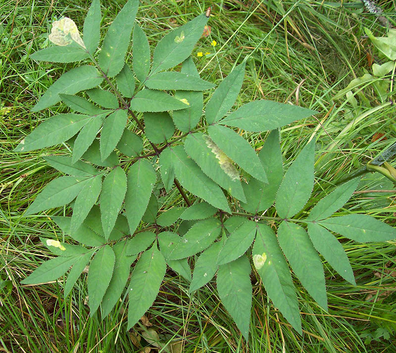 Image of Angelica sylvestris specimen.