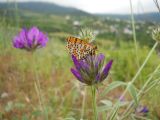 Psoralea bituminosa subspecies pontica. Соцветие с бабочкой Melitaea didyma. Крым, окр. Ялты. 26 мая 2012 г.