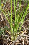 Carex supina