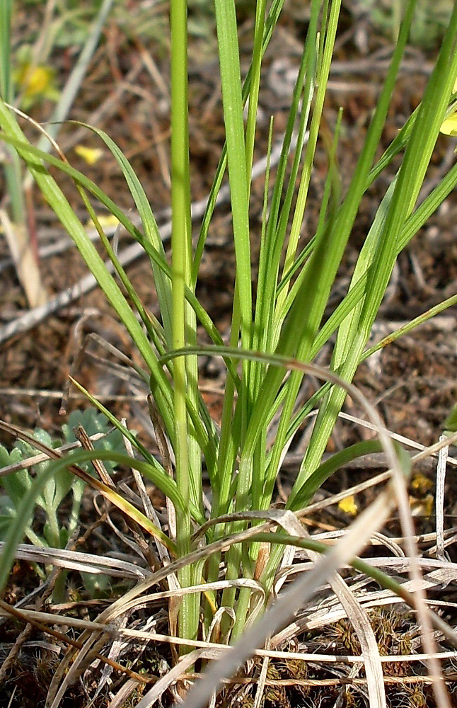 Image of Carex supina specimen.