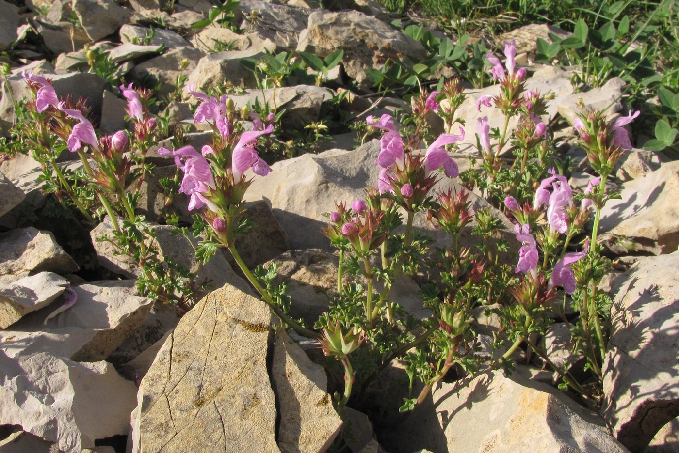 Image of Lamium glaberrimum specimen.