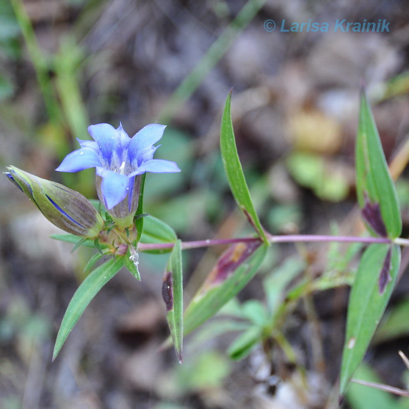 Image of Gentiana triflora specimen.