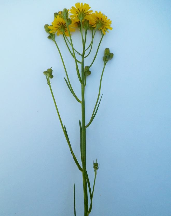 Image of Crepis tectorum specimen.