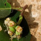 Corymbia torelliana