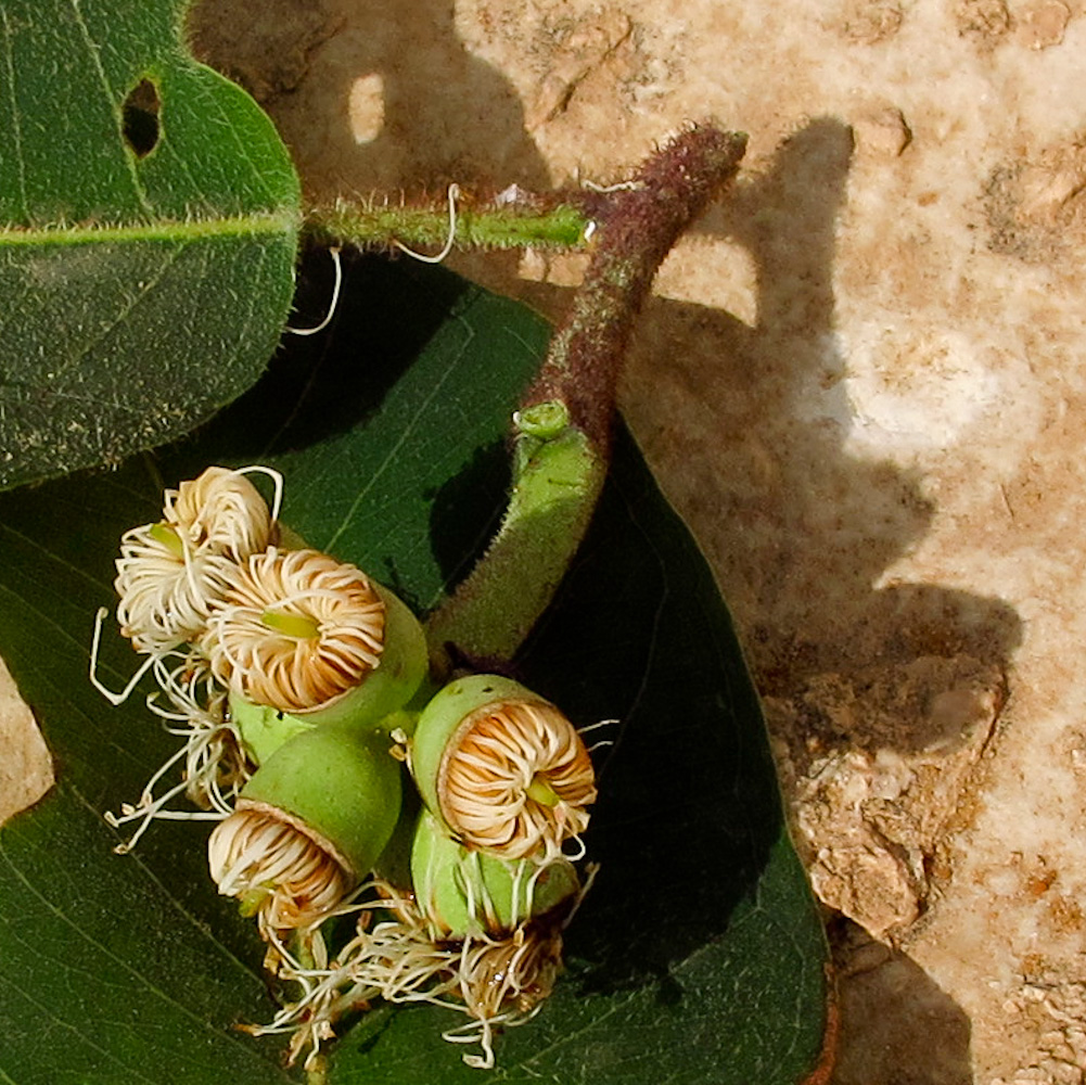 Image of Corymbia torelliana specimen.