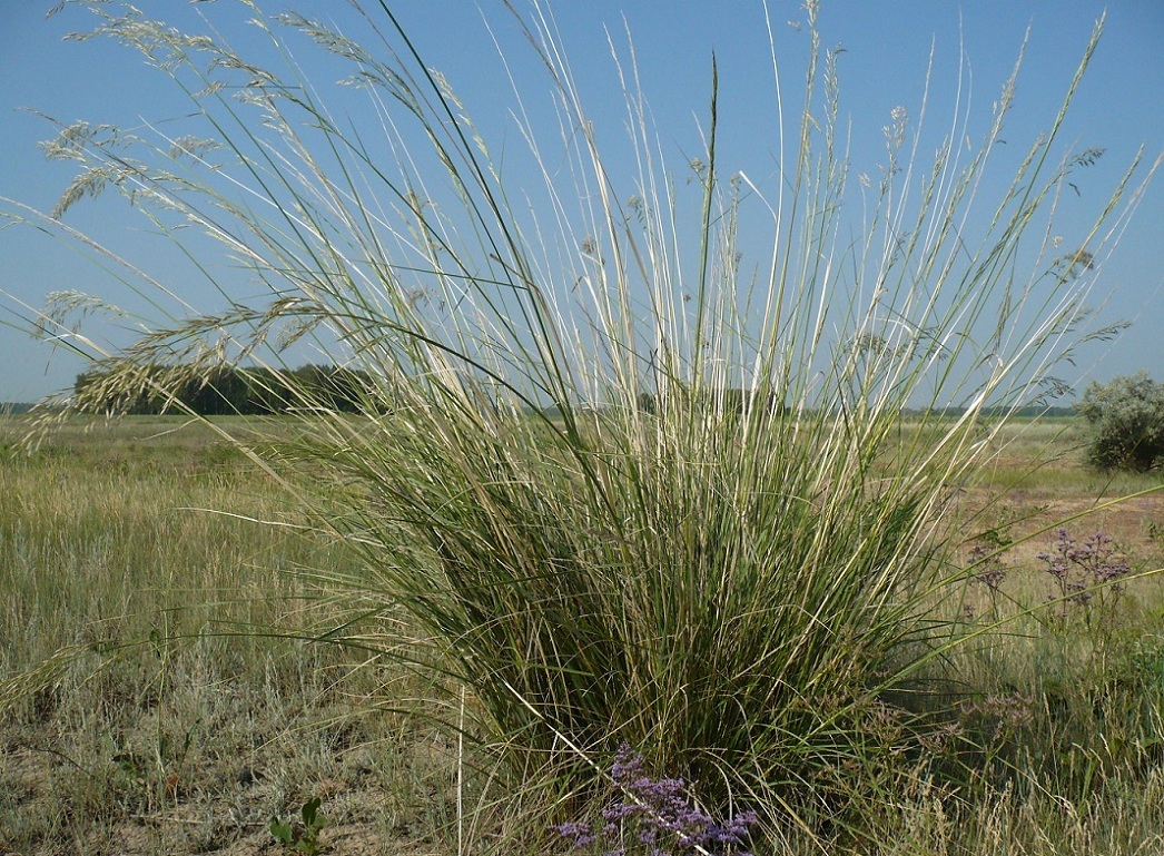 Image of Neotrinia splendens specimen.