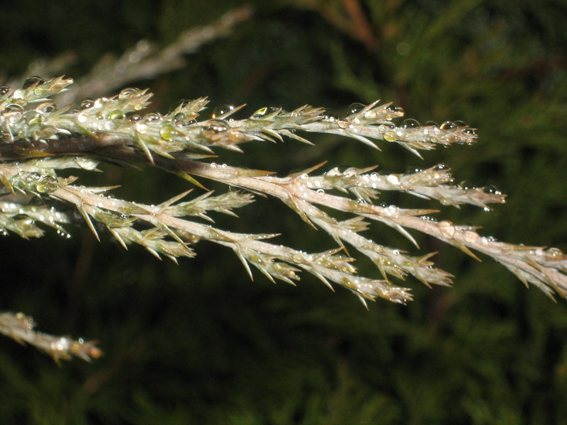 Изображение особи род Juniperus.