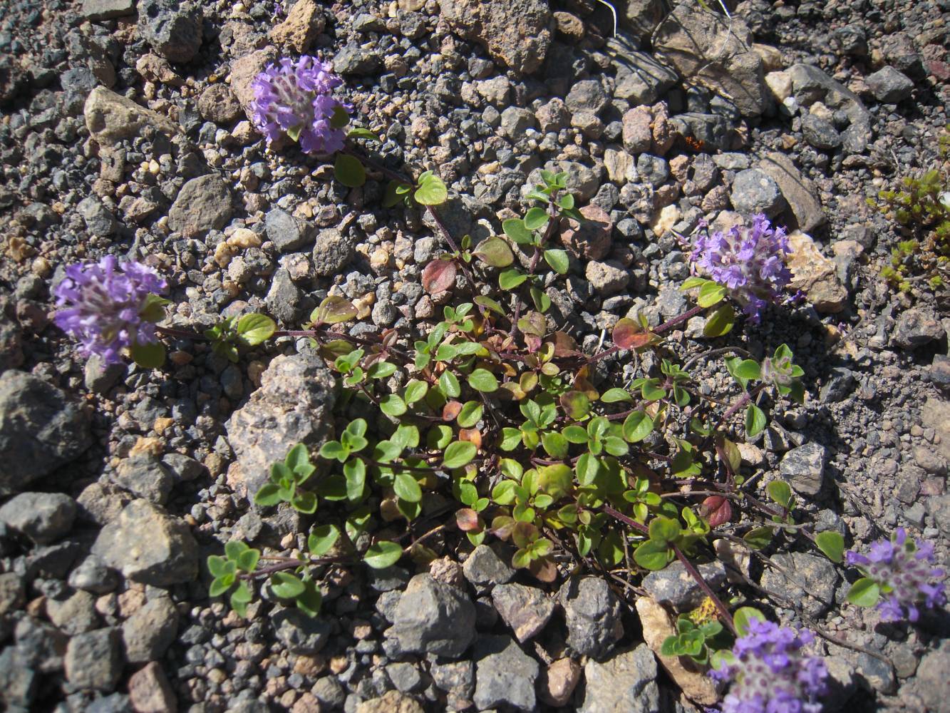 Изображение особи Ziziphora puschkinii.