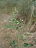 Nepeta cataria