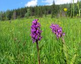 Dactylorhiza majalis