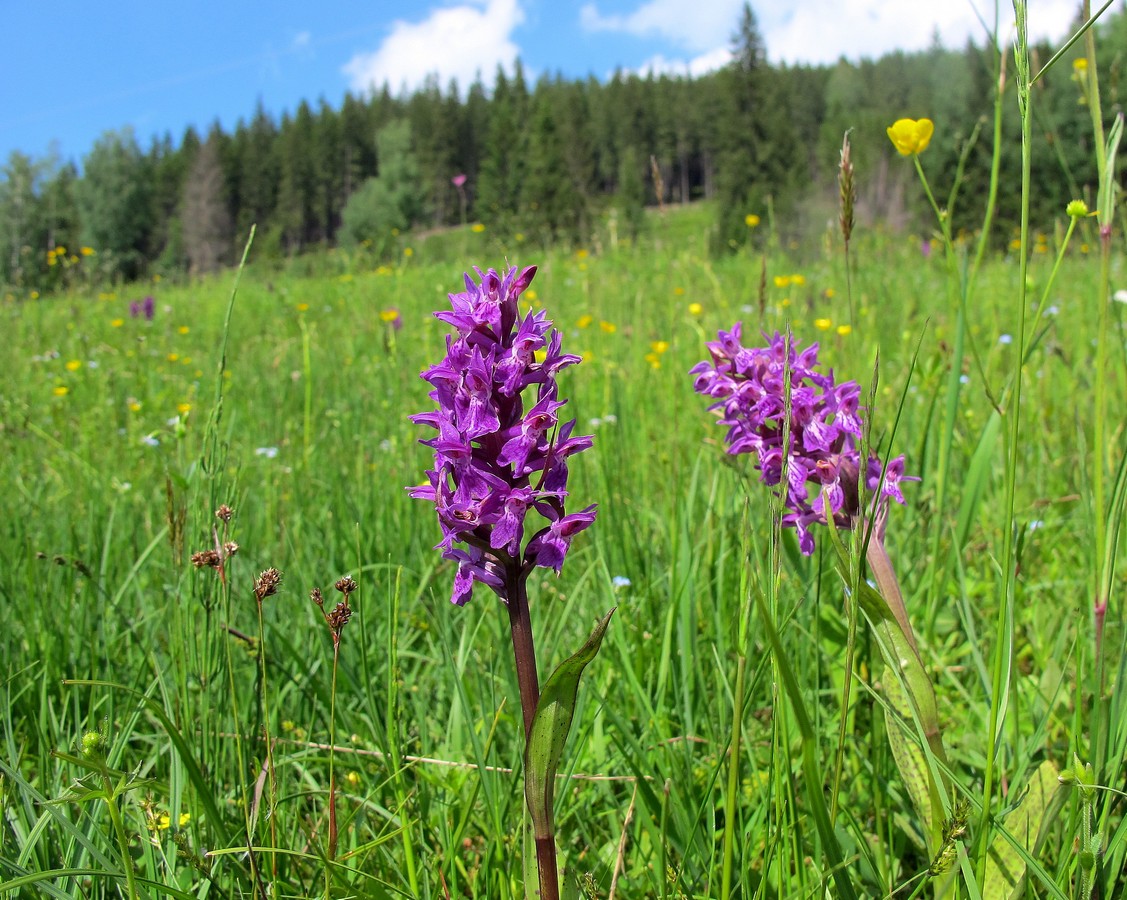 Изображение особи Dactylorhiza majalis.