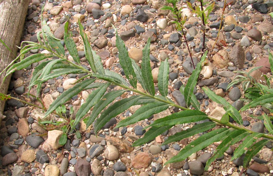 Image of Salix × stipularis specimen.