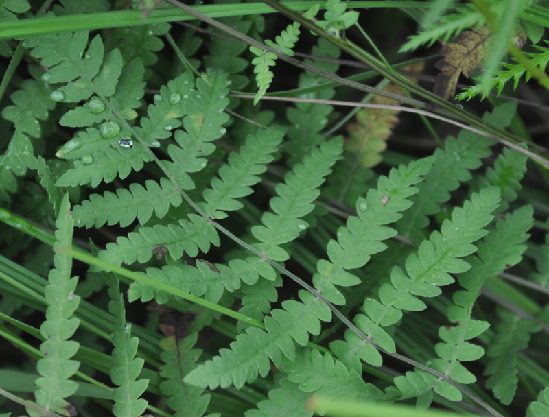 Image of Thelypteris palustris var. pubescens specimen.