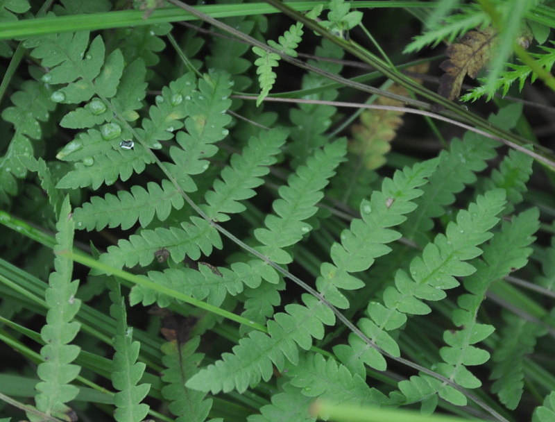 Изображение особи Thelypteris palustris var. pubescens.