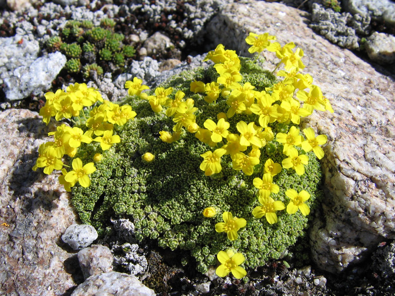 Изображение особи Draba bryoides.