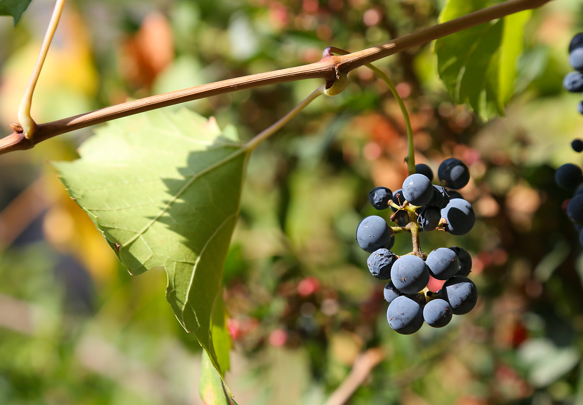 Image of Vitis gmelinii specimen.