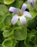 Lobelia arenaria