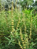 Vitex agnus-castus. Верхушки побегов с соплодиями. Венгрия, г. Будапешт, городской парк Варошлигет, территория замка Вайдахуняд. 01.09.2012.