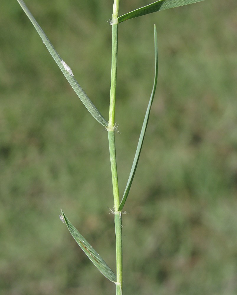 Изображение особи Aeluropus littoralis.