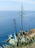 Agave americana. Зацветающее растение (справа) и растение с засохшим цветоносом. Испания, Каталония, Жирона, Тосса-де-Мар, у крепости Вила-Велья, на краю скального обрыва к морю. 24.06.2012.