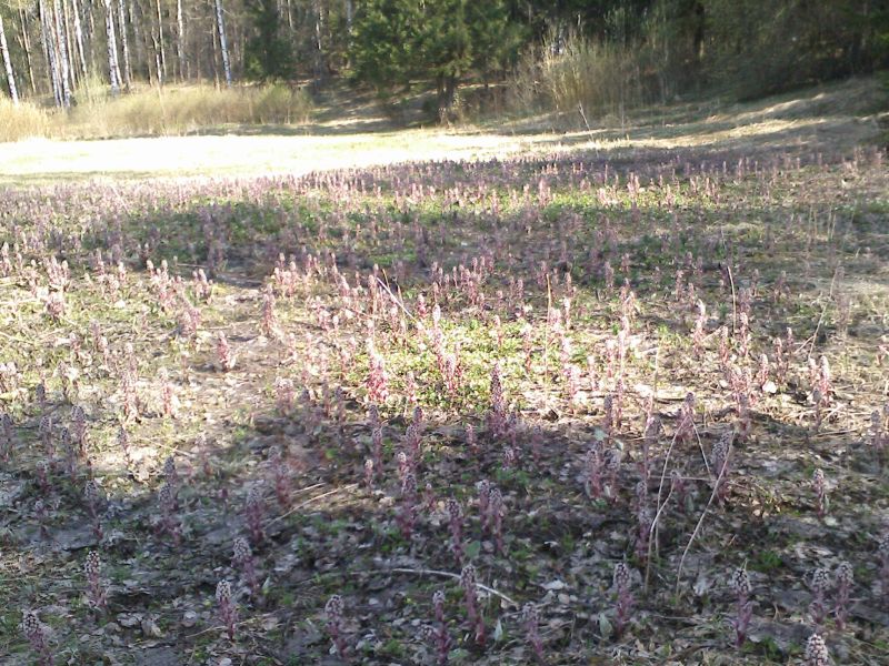 Изображение особи Petasites hybridus.