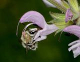 Salvia hierosolymitana. Цветок с кормящейся Anthophora dufourii Lepeletier, 1841. Israel, Mount Carmel. 10.04.2012.